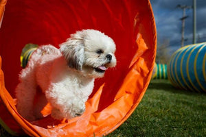 TUNNELS POUR CHIENS 16 - Forestube