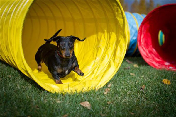 TUNNELS POUR CHIENS 16 - Forestube